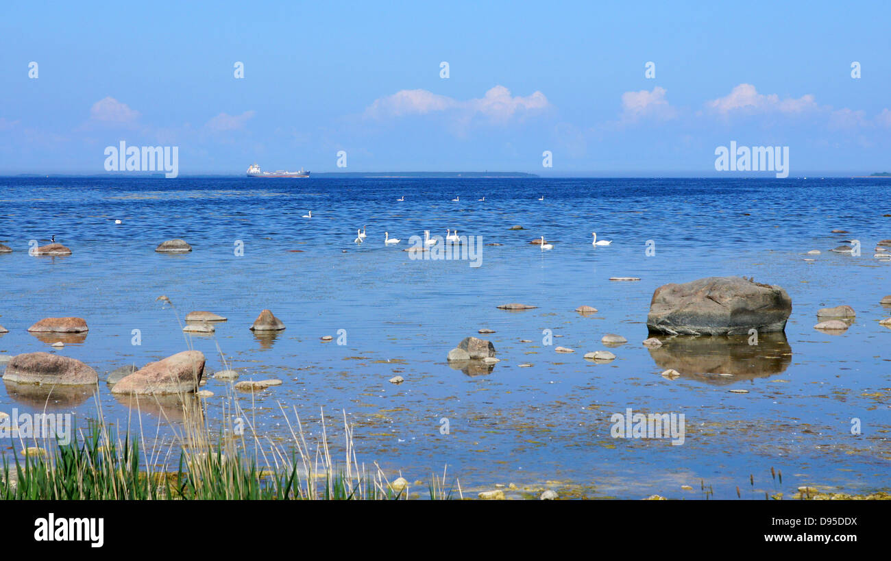 Swans on a background of the sea Stock Photo