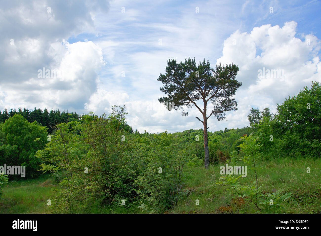 Landscape with the cloudy sky and plants Stock Photo