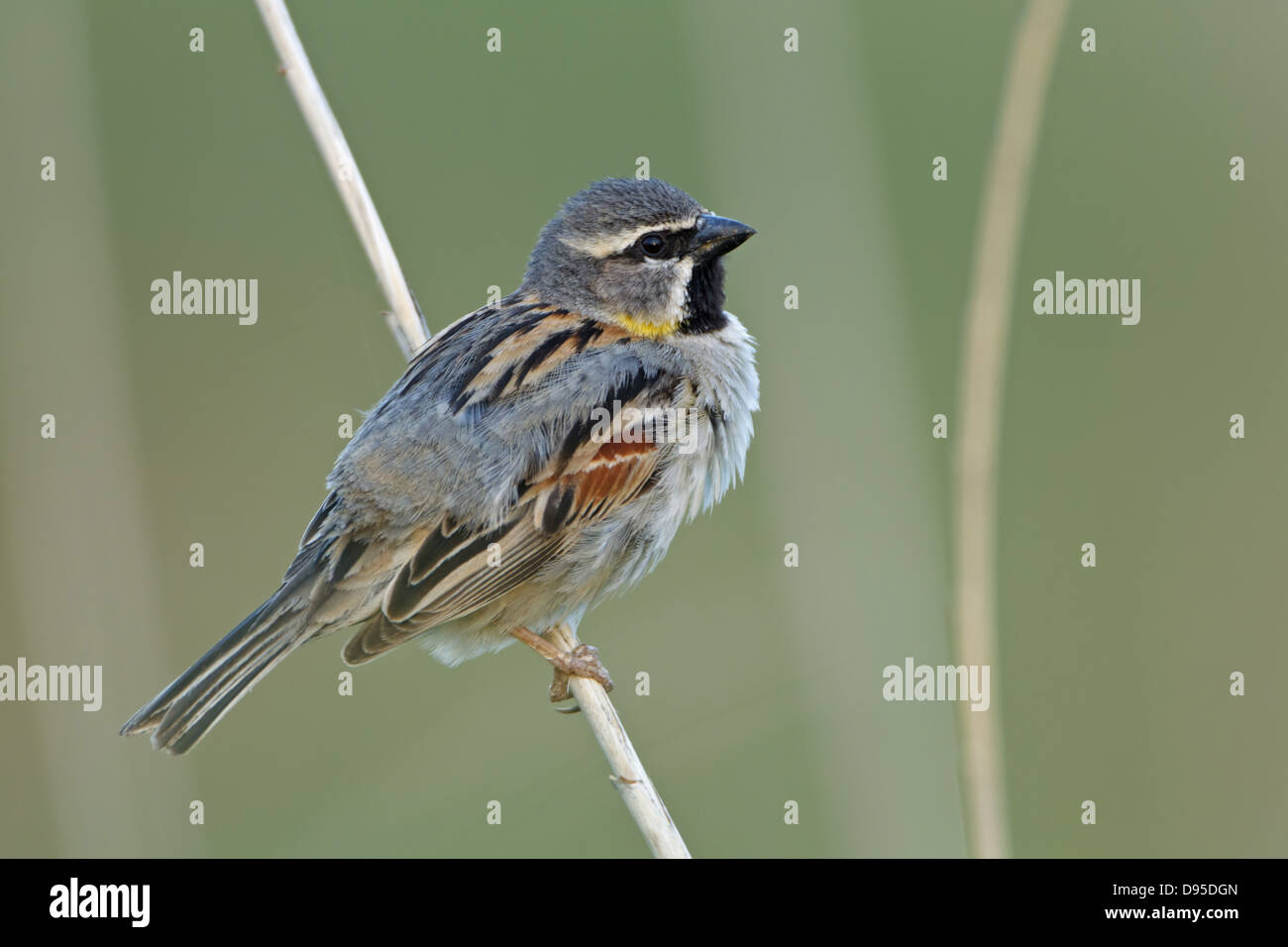 Dead Sea Sparrow, Moabsperling, Passer moabiticus Stock Photo Alamy