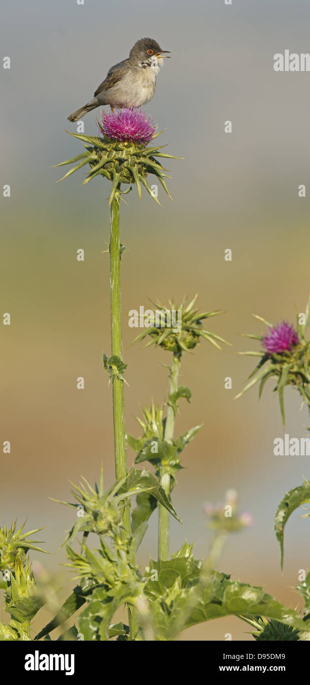 Warbler, Warbler, Sylvia mystacea, Sylvia