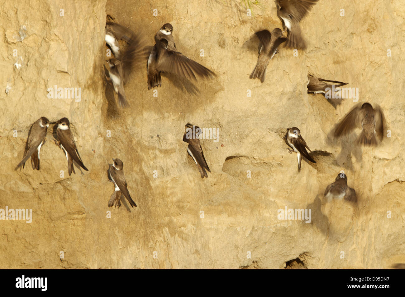 Riparia riparia tiere hi-res stock photography and images - Alamy