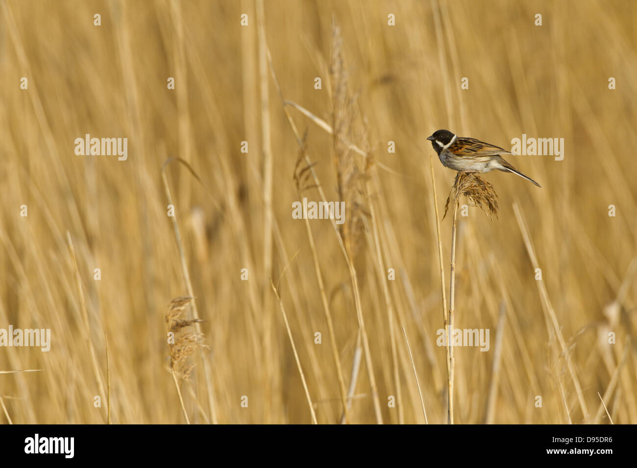 Rohrammer, Reed Bunting, Emberiza schoeniclus, Bruant des roseaux, Escribano Palustre Stock Photo