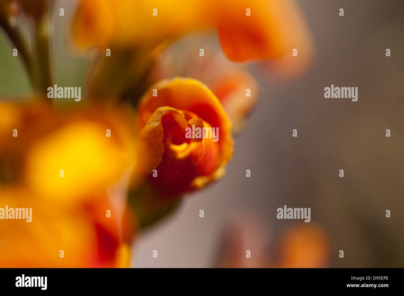 Wall flower hires stock photography and images Alamy