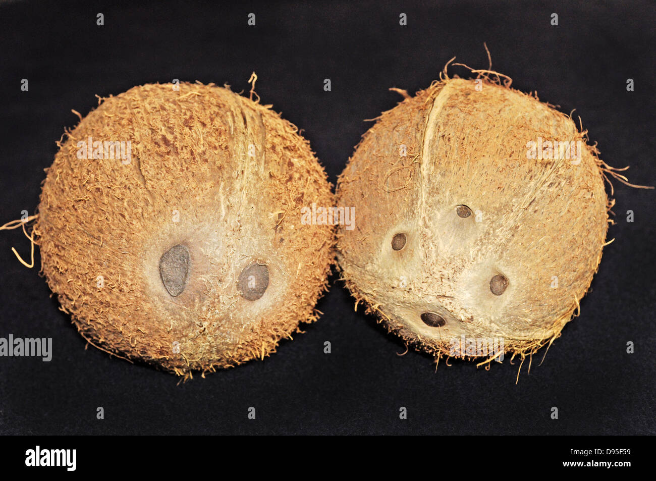 Unusual coconuts - with two and four eyes. Normally coconuts have three eyes. Stock Photo