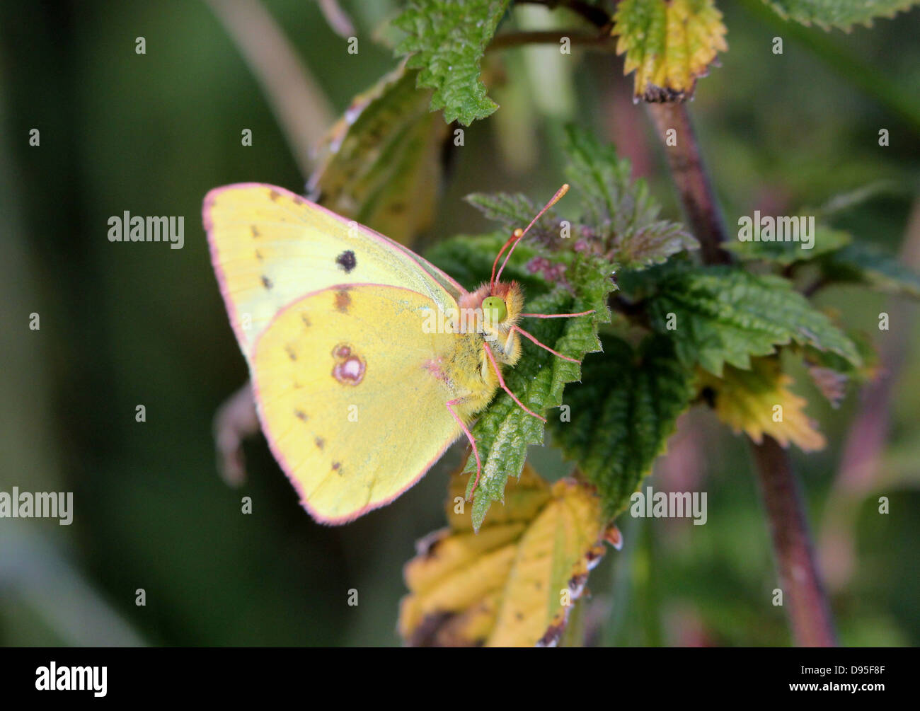 Macro close-up of a Pale Clouded Yellow (Colias hyale) posing on a nettle Stock Photo