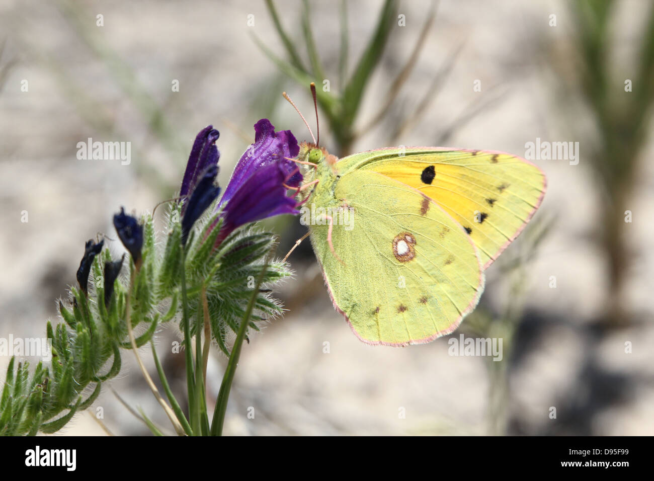 Macro close-up of a Pale Clouded Yellow (Colias hyale) posing on a purple flower Stock Photo
