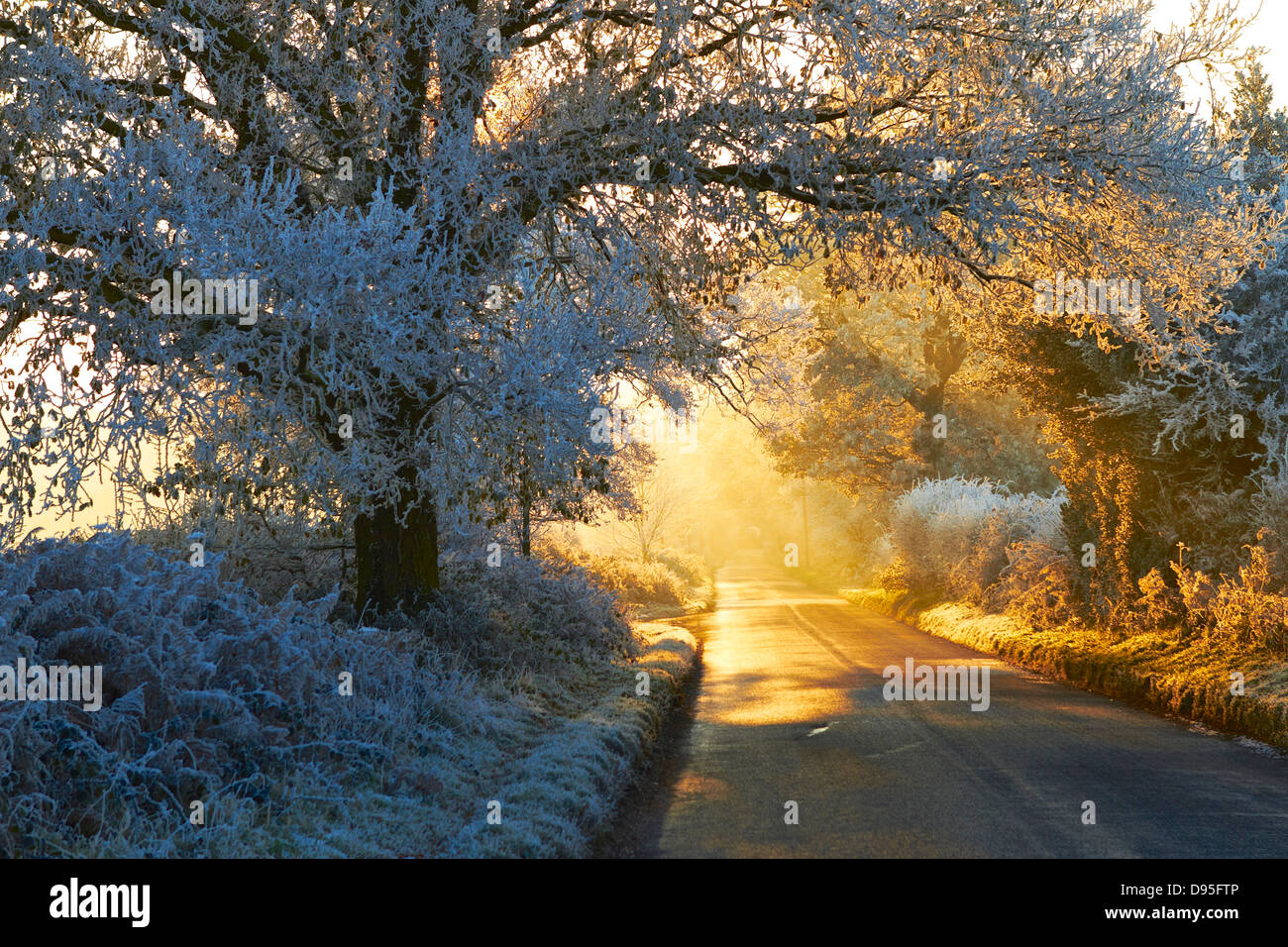 Frosty country lane golden sunshine through mist Stock Photo