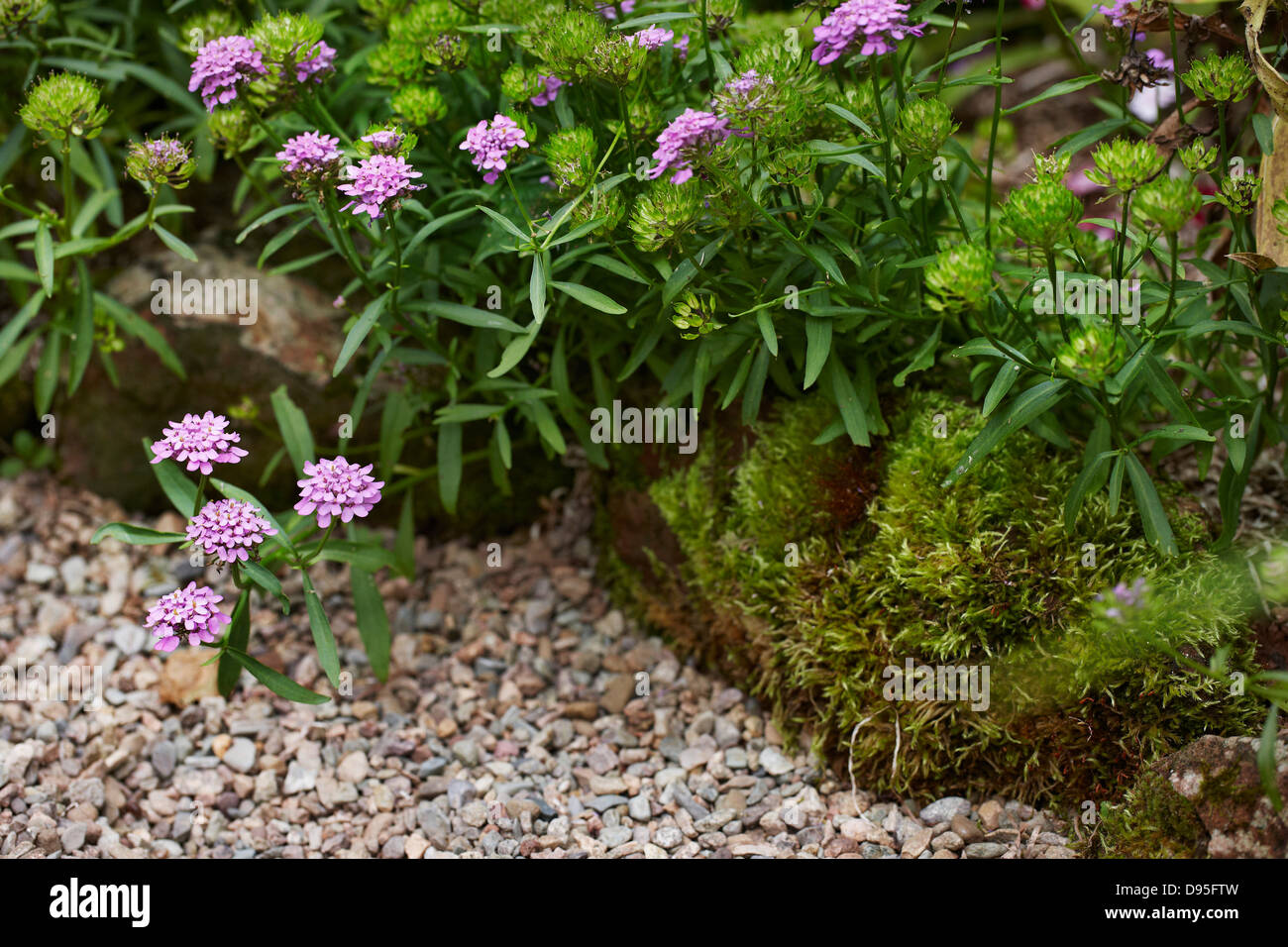 annual candytuft, Iberis umbellata (Fairy Series) garden edging in bloom with moss, gravel and rock landscaping, Canada Stock Photo
