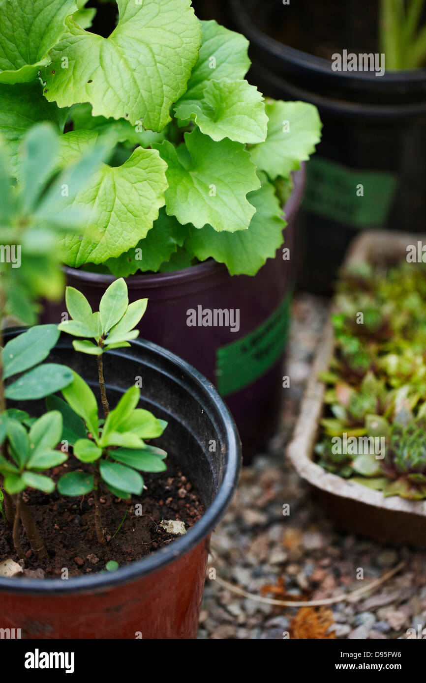 garden plants (hen and chicks, Gaultheria procumbens, wintergreen) in plant pots as seedlings for outdoor garden, Canada Stock Photo