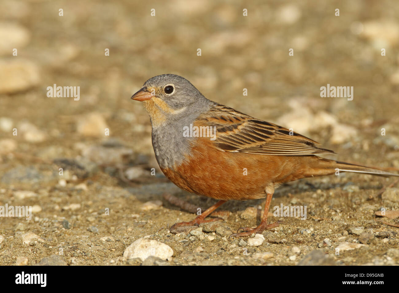 Ortolan, Ortolan Bunting, Gartenammer, Emberiza hortulana Stock Photo