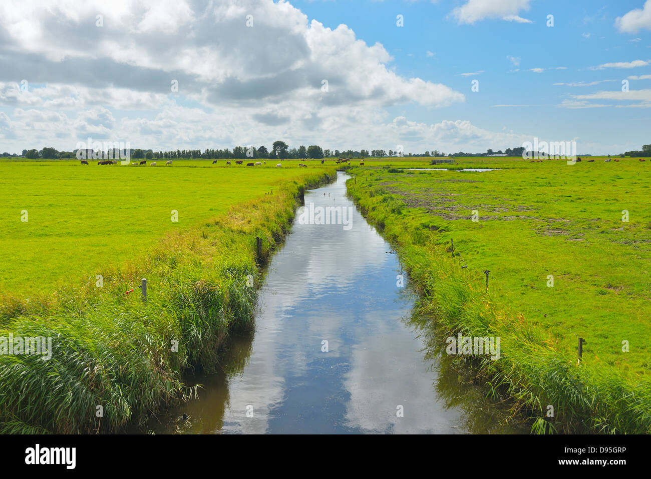 Pasture with Water Canal in the Summer, Garding, Schleswig-Holstein, Germany Stock Photo