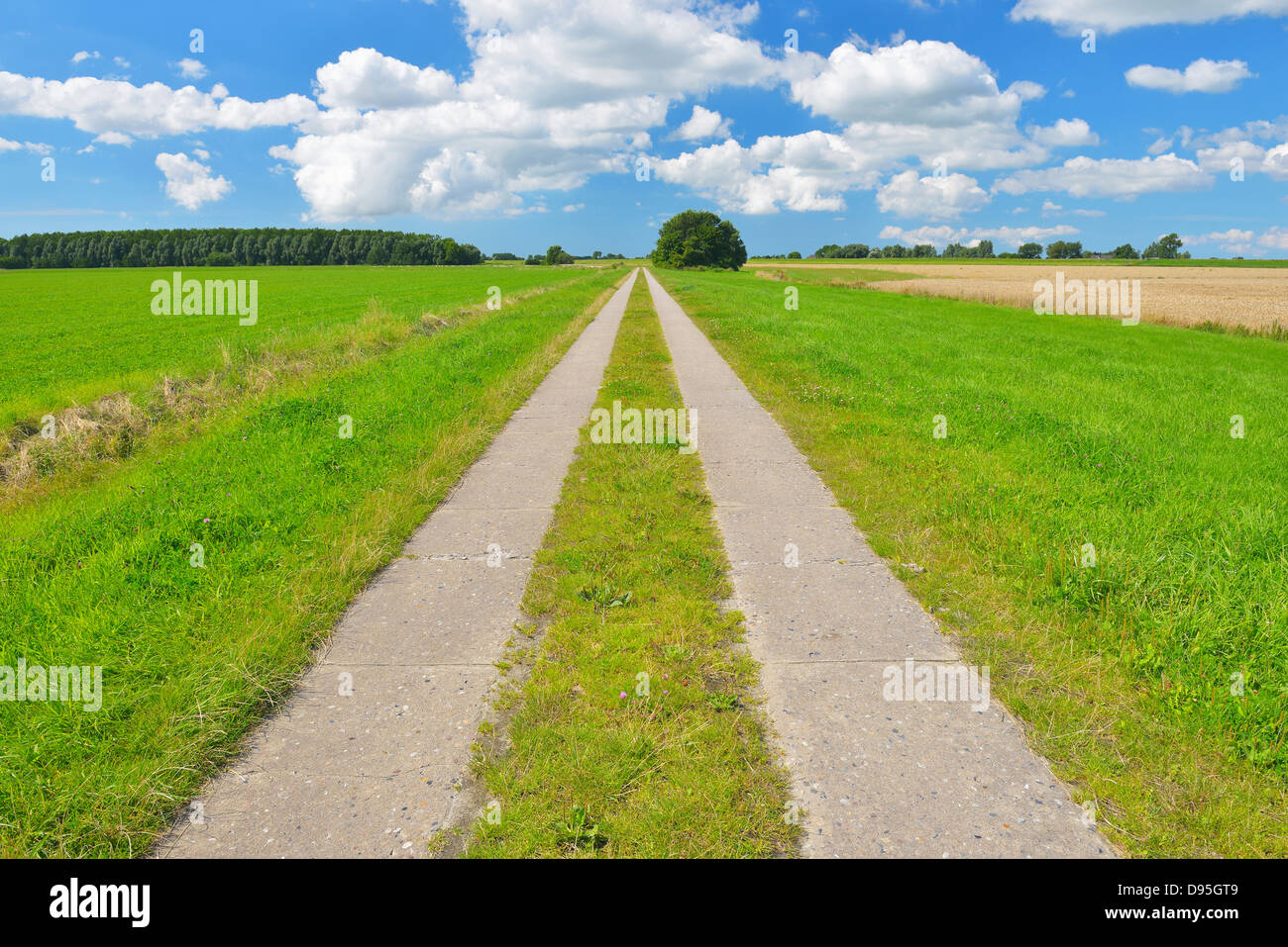 Path through Fields in the Summer, Toenning, Kating, Schleswig-Holstein, Germany Stock Photo
