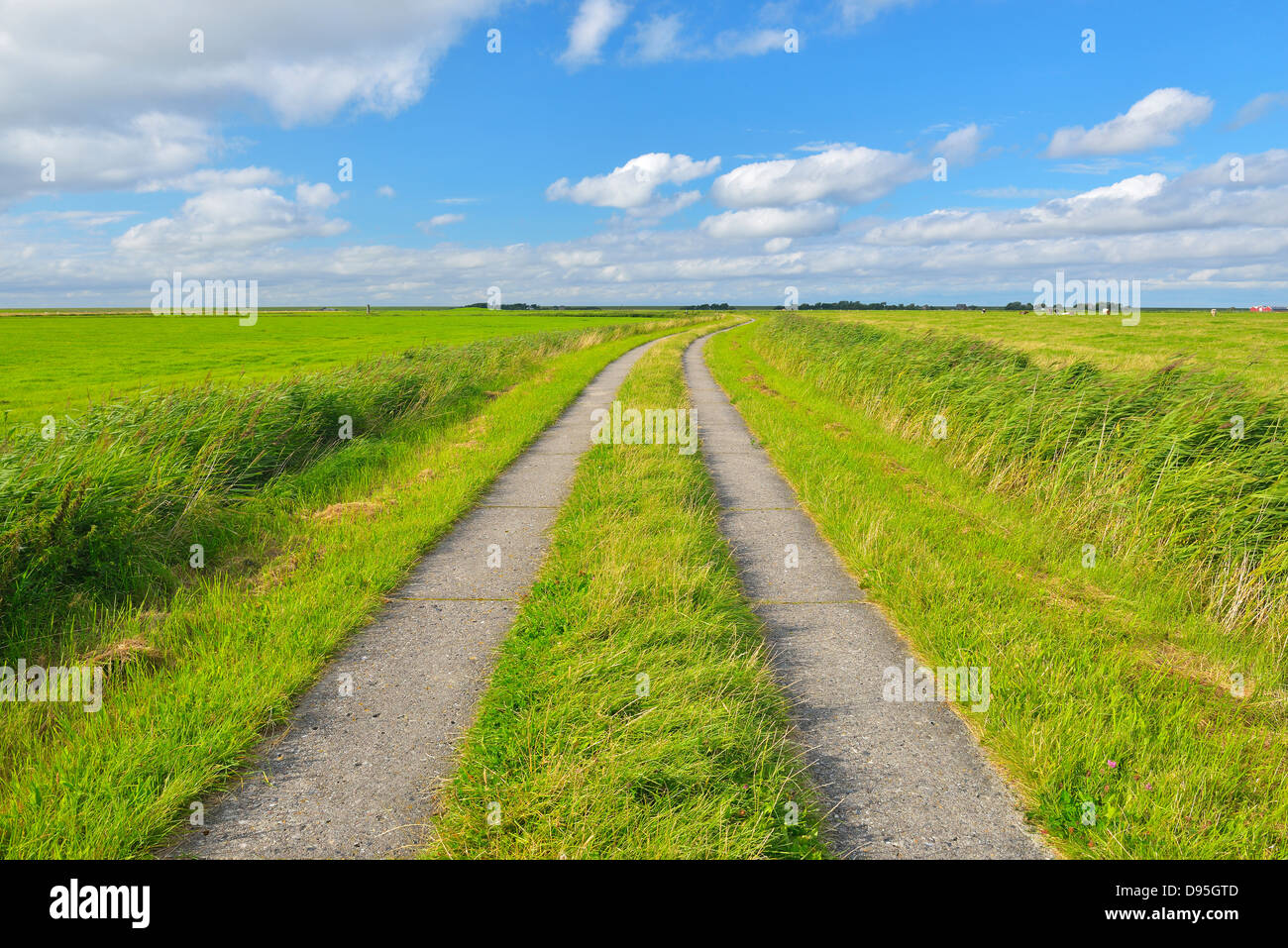 Path through Fields in the Summer, Toenning, Kating, Schleswig-Holstein, Germany Stock Photo