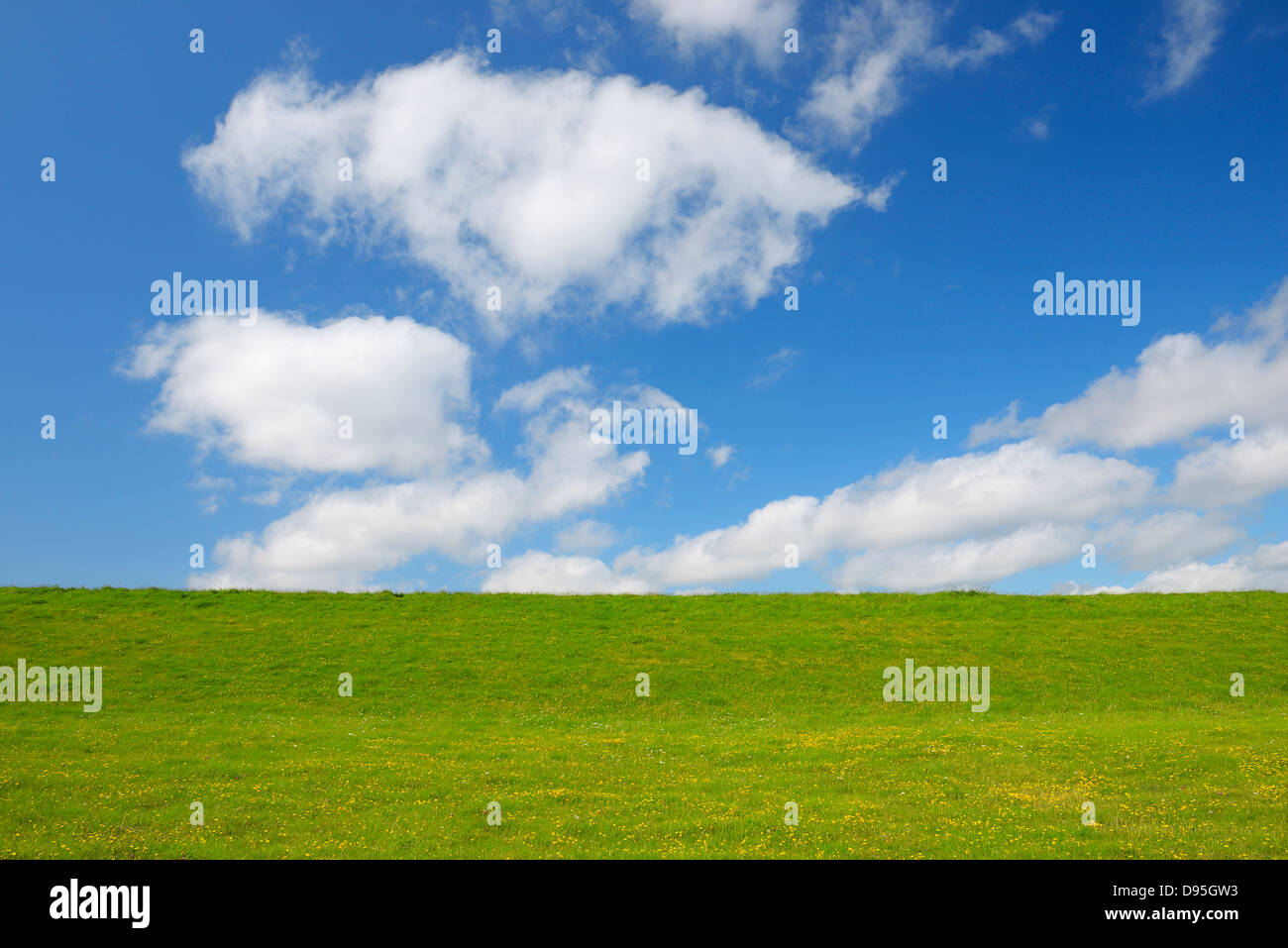 Meadow in the Summer, Simonsberg, Schleswig-Holstein, Germany Stock Photo
