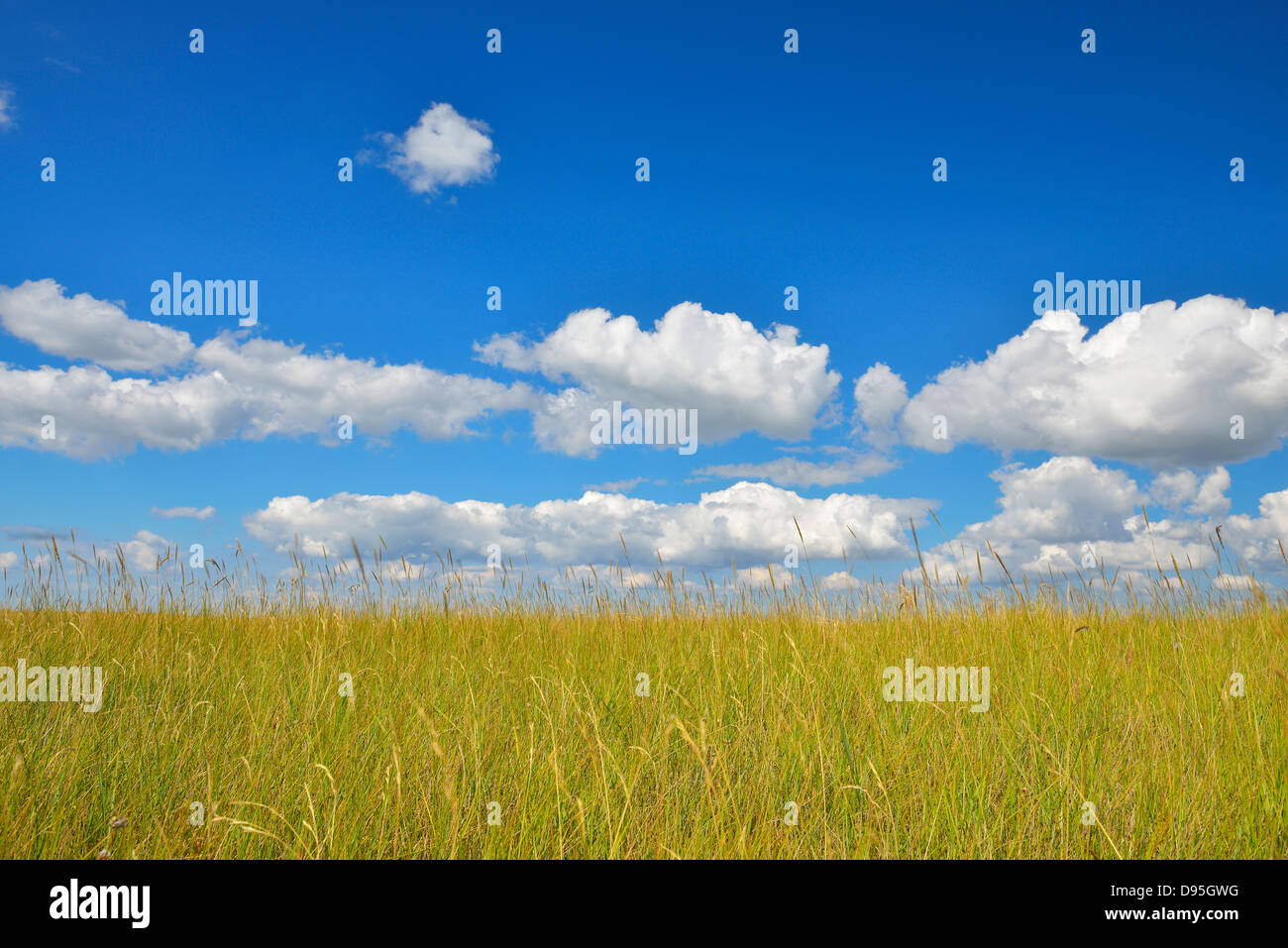 Meadow in the Summer, Westerhever, Tating, Schleswig-Holstein, Germany Stock Photo