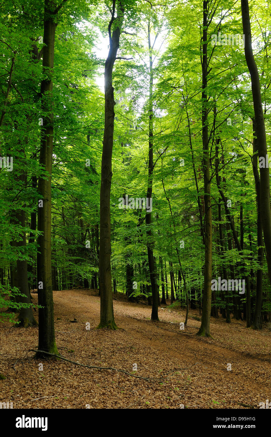 Beech tree in early summer hi-res stock photography and images - Alamy