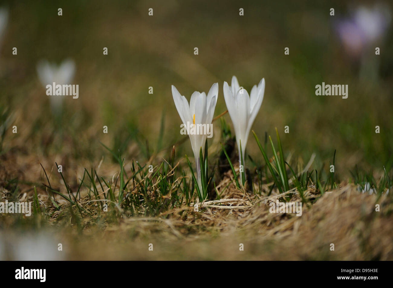 Close up detailed view crocus hi-res stock photography and images - Alamy