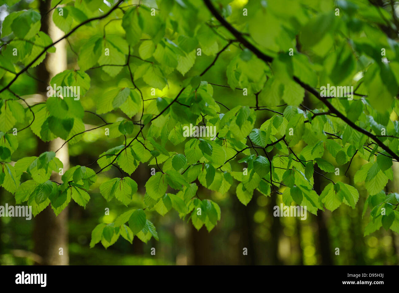 Beech tree in early summer hi-res stock photography and images - Alamy