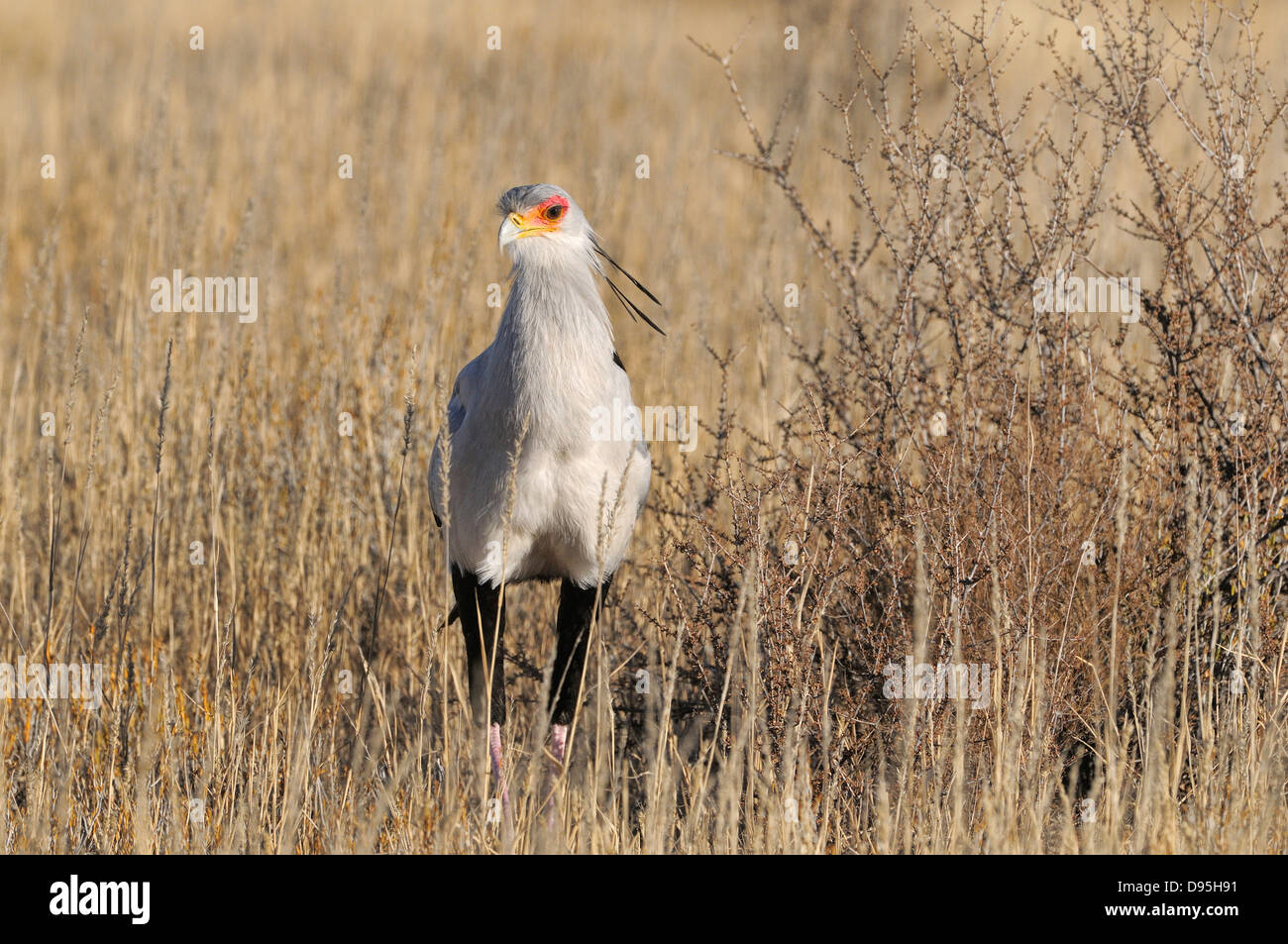 Secretary Bird Sagittarius serpentarius Photographed in Kgalagadi National Park, South Africa Stock Photo