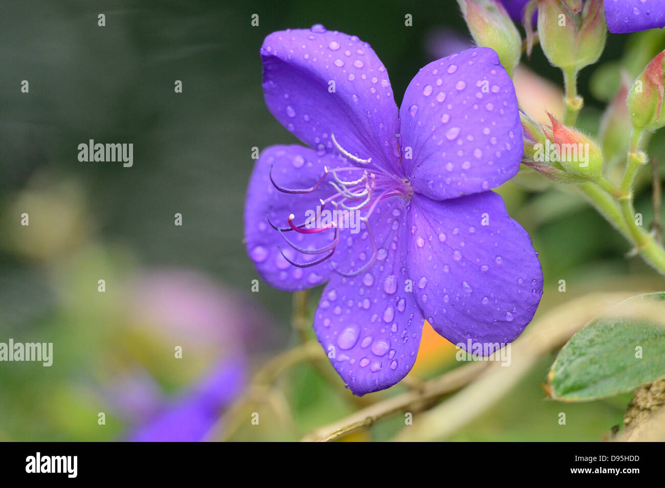 Close-up of Princess Plant (Tibouchina urvilleana) Flower, Bavaria, Germany Stock Photo