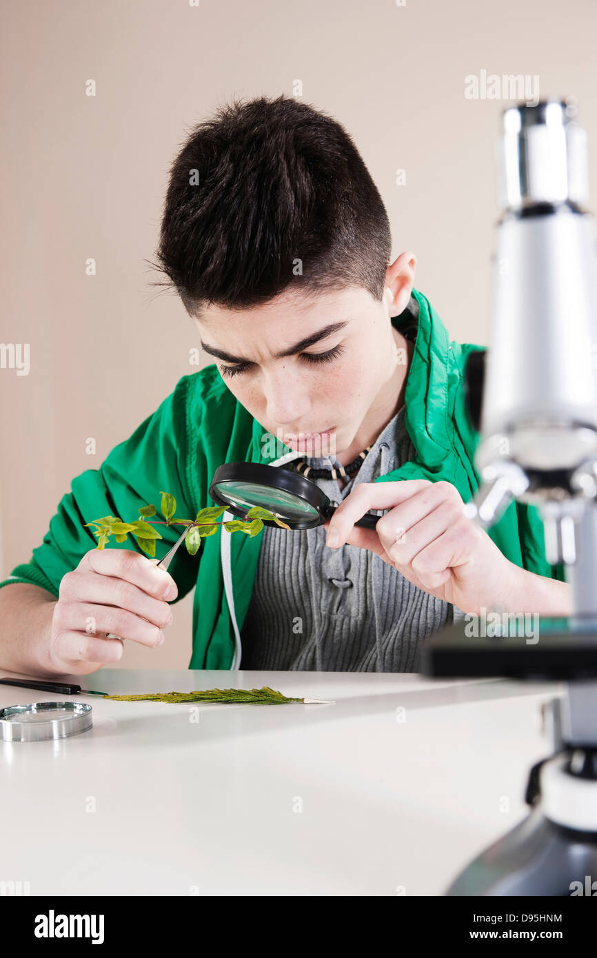 Boy Examining Leaves with Magnifying Glass, Mannheim, Baden-Wurttemberg, Germany Stock Photo