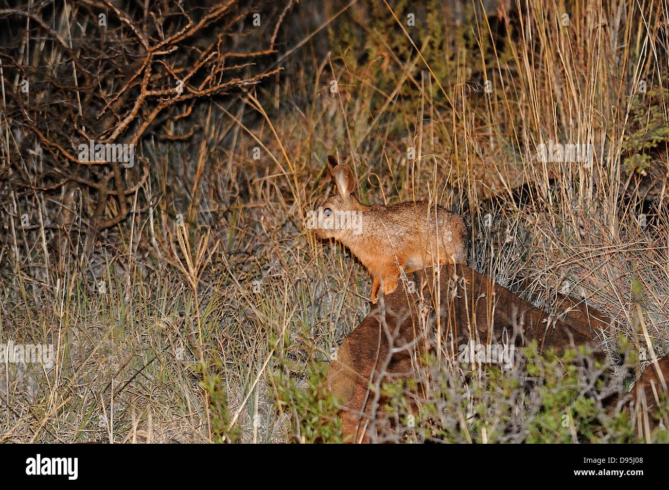 Smith's Red Rock Rabbit Pronolagus rupestris Photographed near Kimberley, South Africa Stock Photo