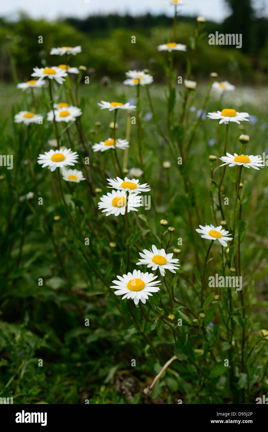 Close-Up of Oxeye Daisies and Feverfew in a Meadow, Franconia, Bavaria, Germany Stock Photo