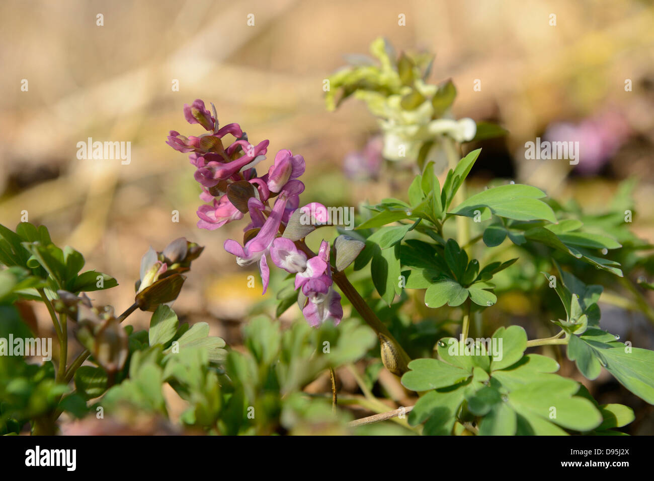 Close-Up of Corydalis Cava in Early Springtime, Oberpfalz, Bavaria, Germany Stock Photo
