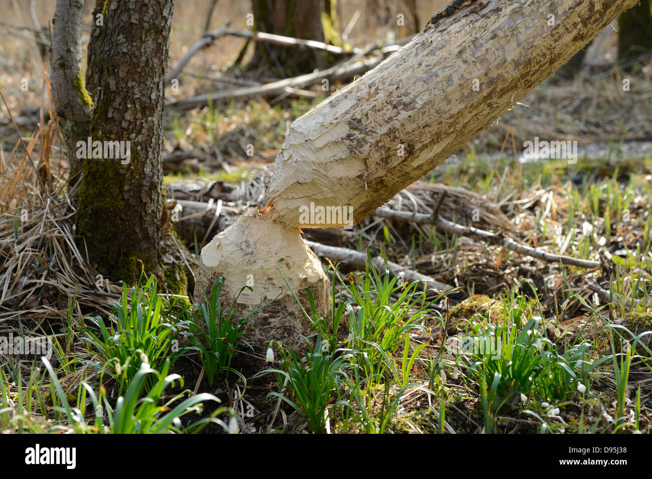Tree Trunk Cut by Beavers and Leucojum Vernum in Early Springtime, Oberpfalz, Bavaria, Germany Stock Photo