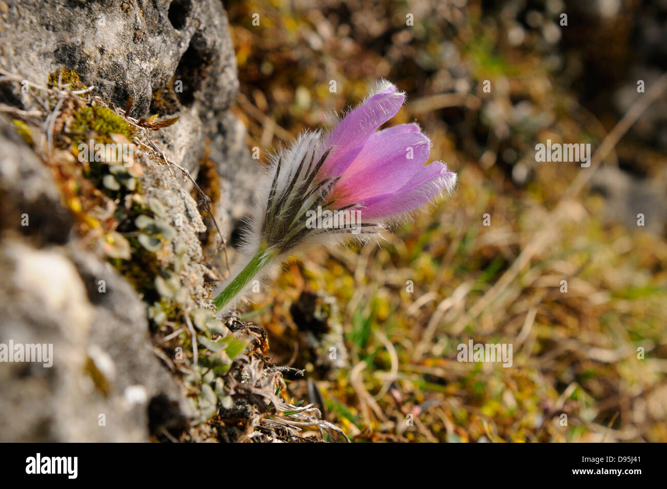 Close-Up of Pulsatilla Vulgaris, Pasque Flower, Oberpfalz, Bavaria, Germany Stock Photo