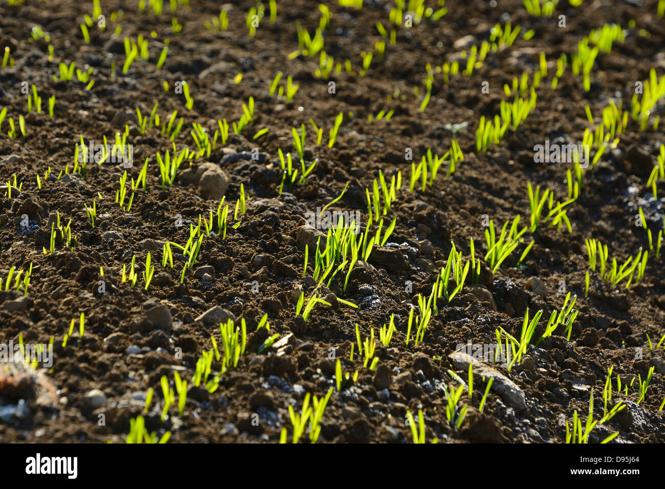 Detail of Growing Corn Field, Bavaria, Germany Stock Photo Alamy
