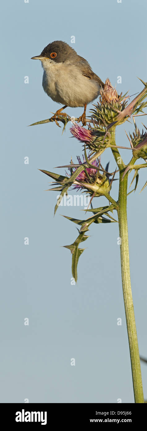 Warbler, Warbler, Sylvia mystacea, Sylvia