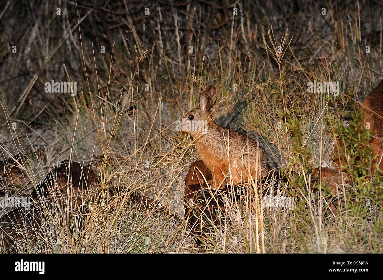 Smith's Red Rock Rabbit Pronolagus rupestris Photographed near Kimberley, South Africa Stock Photo