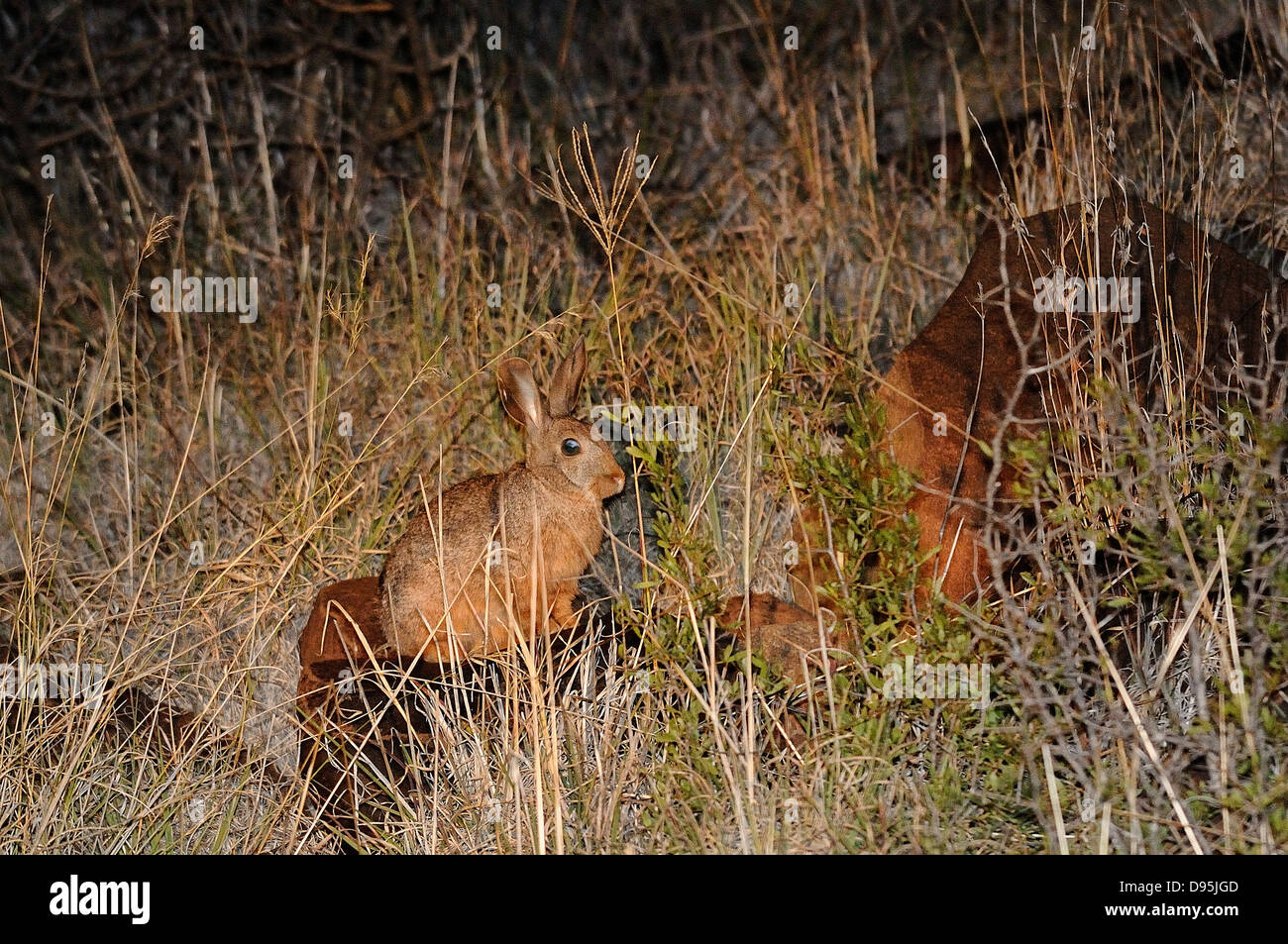 Smith's Red Rock Rabbit Pronolagus rupestris Photographed near Kimberley, South Africa Stock Photo