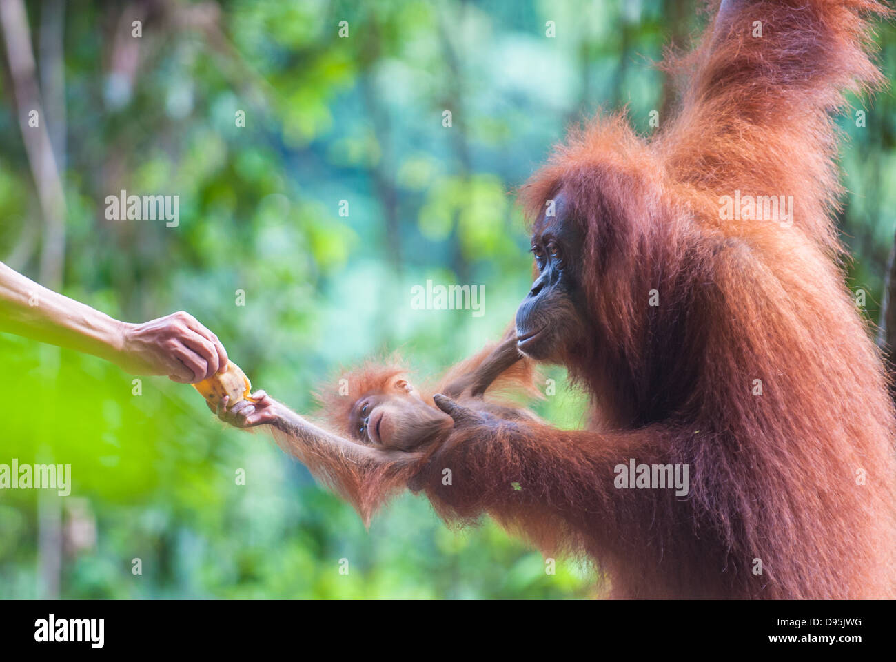 Mother and baby orangutan feeding, Bukit Lawang, Sumatra, Indonesia Stock Photo