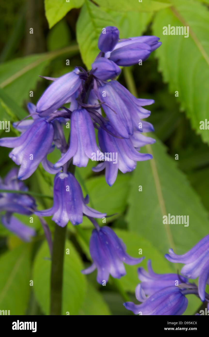 Single Bluebell stem Stock Photo