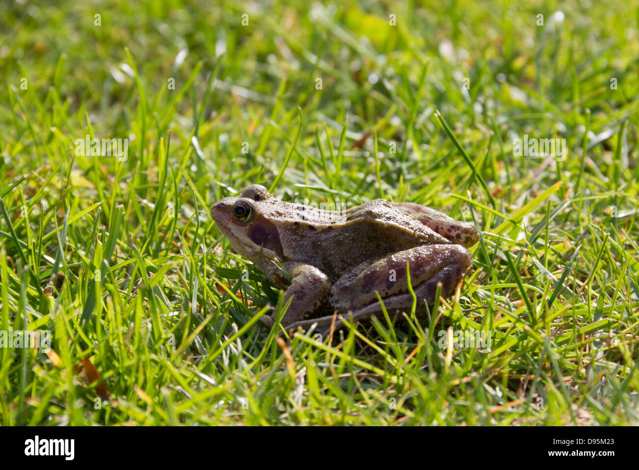 Animal amphibious hi-res stock photography and images - Alamy