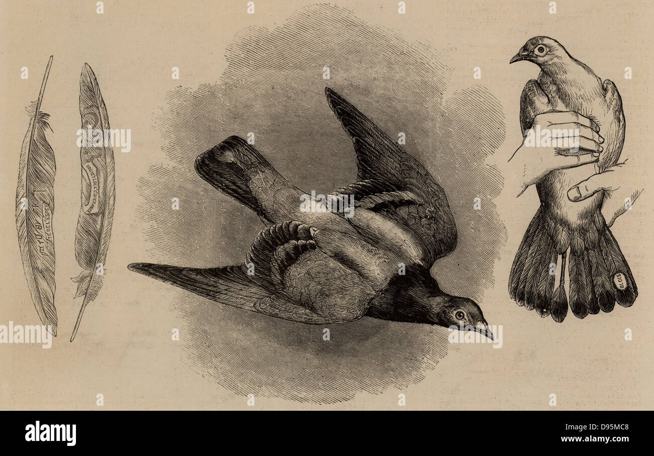 Carrier pigeon used to carry dispatches out of Paris during the Franco-Prussian War (1870-1871). The message was attached to the central tail feather.  Other tail feathers were stamped for identification.  Engraving (London, November 1870). Stock Photo