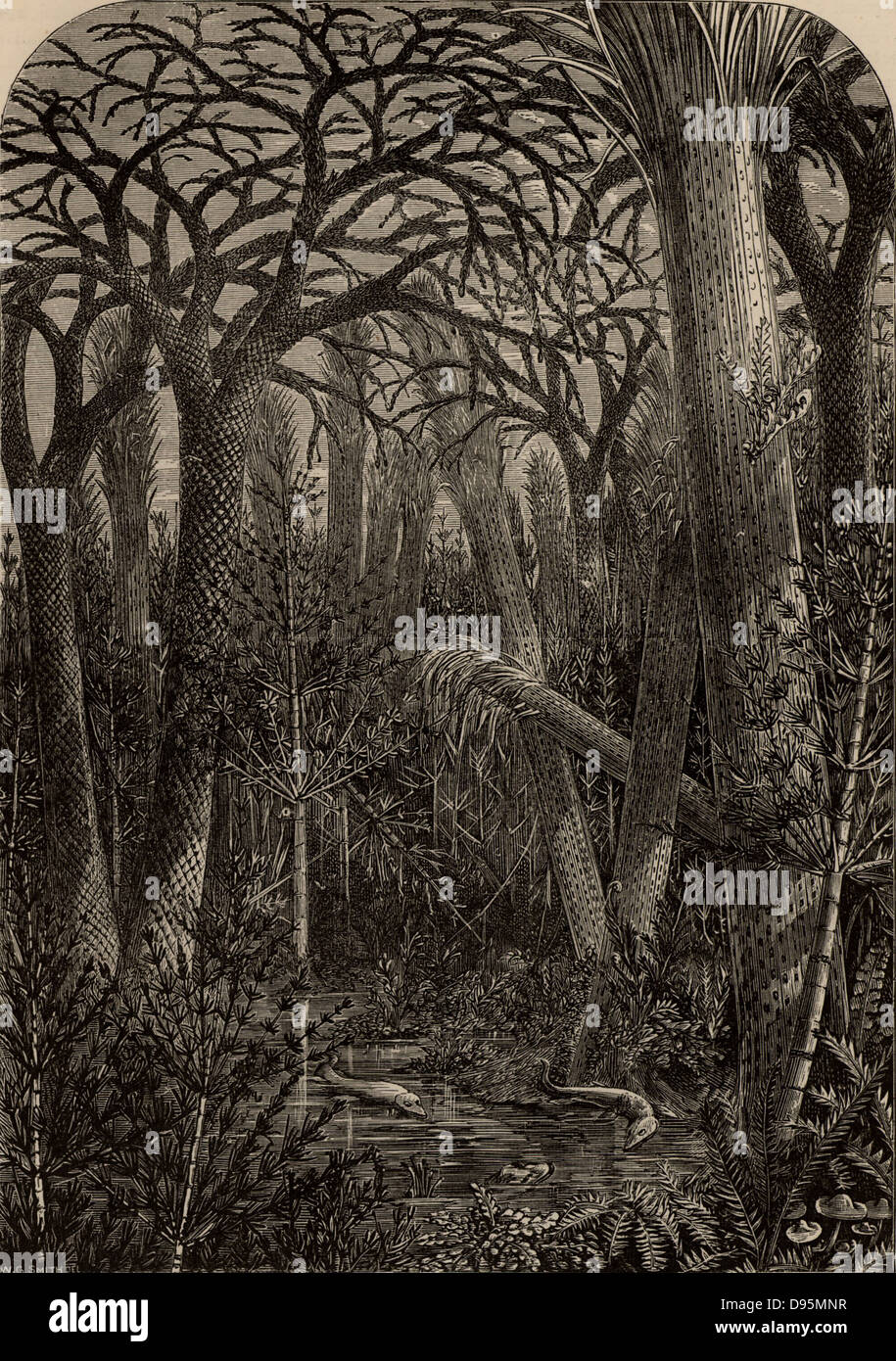Artist's reconstruction of a forest during the Carboniferous period.  From 'Science for All' by Robert Brown (London, c1880).  Engraving Stock Photo