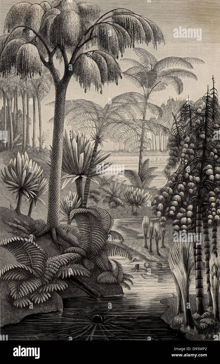 Artist's reconstruction of a forest during the Carboniferous period when the coal measures were laid down. From 'Die Naturkrafte' by M  Wilhelm Meyer (Leipzig, 1903) Stock Photo