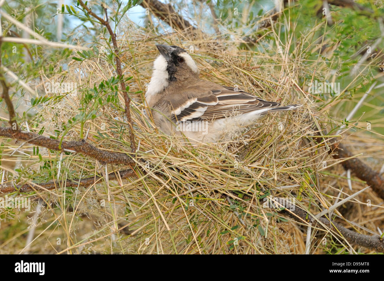 White-browed Sparrow-Weaver Plocepasser mahali Building nest Photographed at Mountain Zebra National Park, South Africa Stock Photo