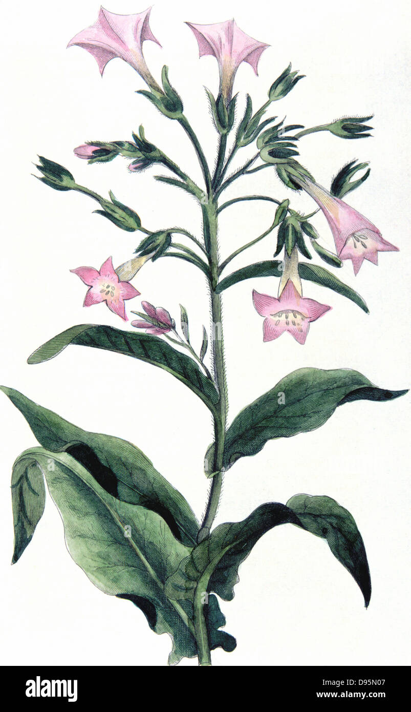 Tobacco: Nicotiana tabacum. Hand-coloured engraving 1823 Stock Photo