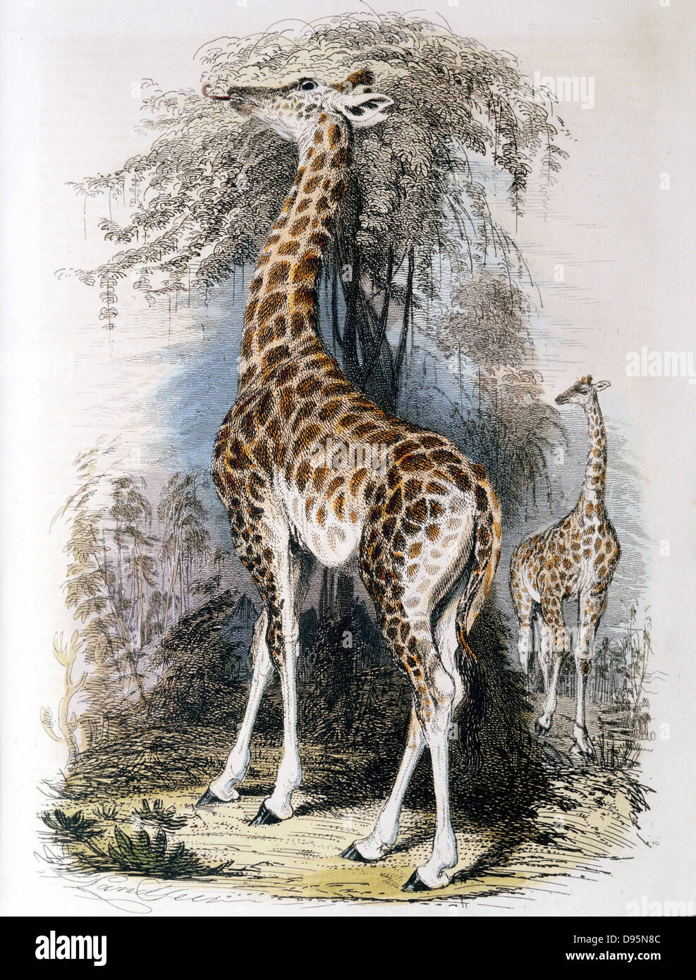 Giraffe browsing on tree jean lamarck 1744 1829 french naturalist High