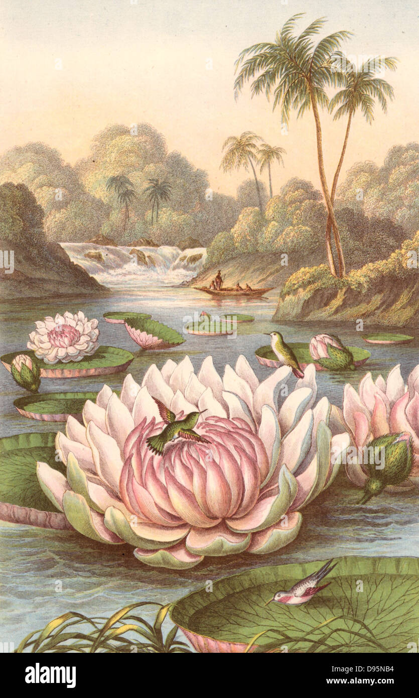 Victoria Regia, the giant South American waterlily discovered by Robert Hermann Schomburgk (1804-1865), British traveller and explorer, during an expedition in British Guiana, with Humming Birds. Coloured engraving, London, 1874. Stock Photo