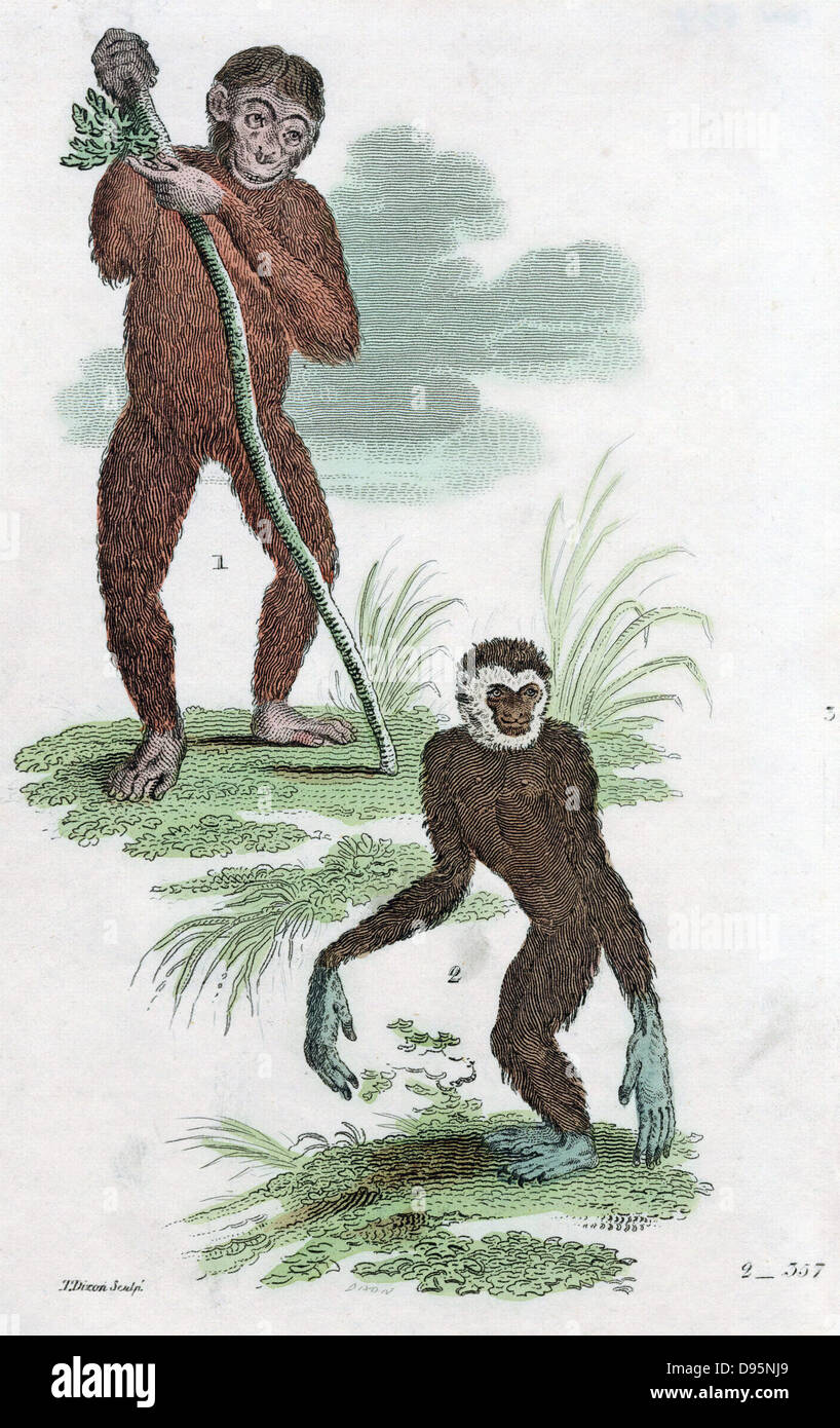 Orang Utang and Gibbon. Hand-coloured engraving 1822. Stock Photo