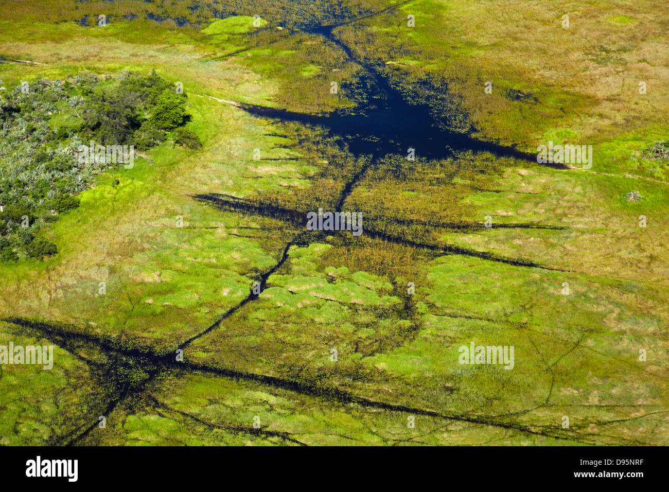 Animal tracks through the swamp, Okavango Delta, Botswana, Africa- aerial Stock Photo