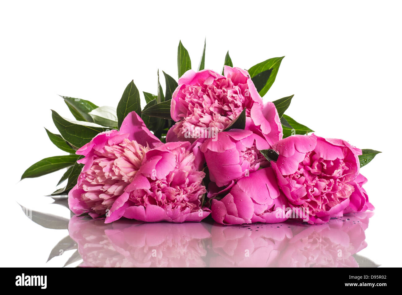 bouquet of pink peonies Stock Photo - Alamy
