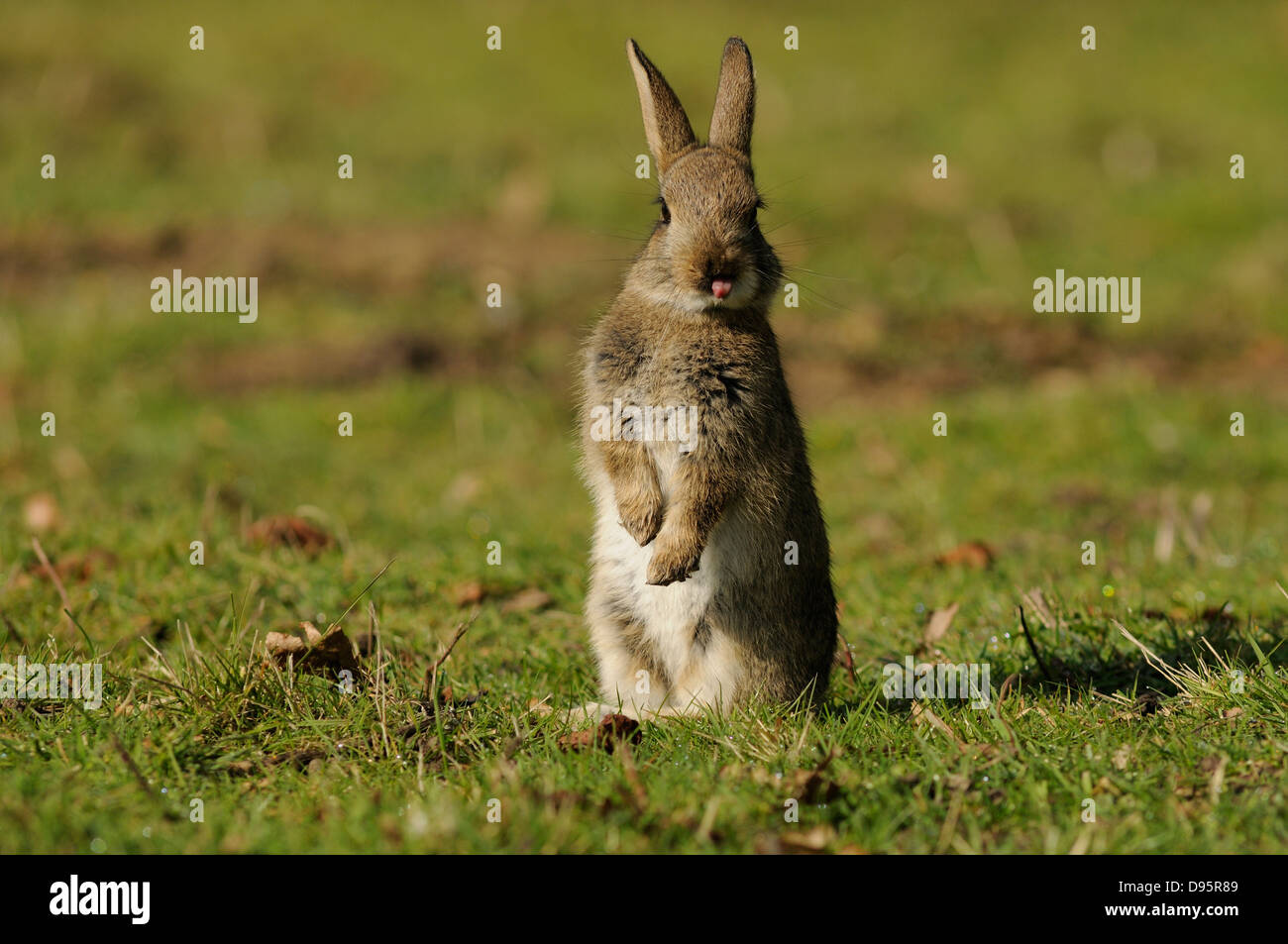 A rabbit on hind legs sticking its tongue out. Stock Photo