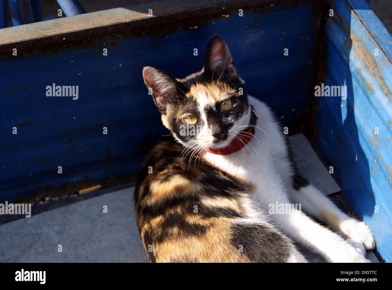The appearance of a lovely cat, quiet Stock Photo Alamy