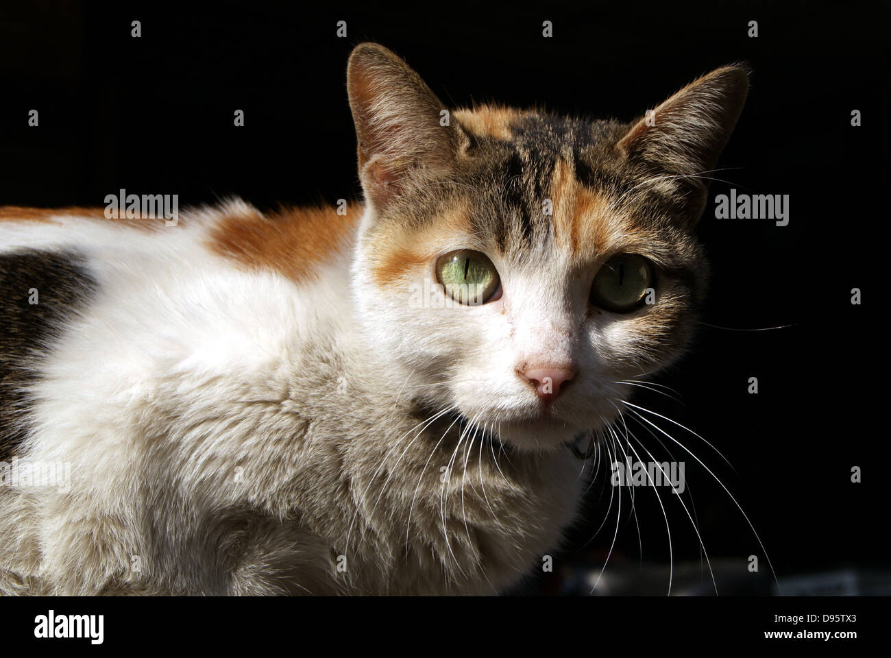 The appearance of a lovely cat, quiet Stock Photo Alamy